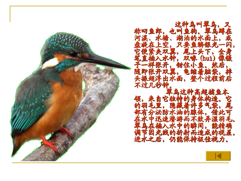 《翠鸟课件》2015_第2页