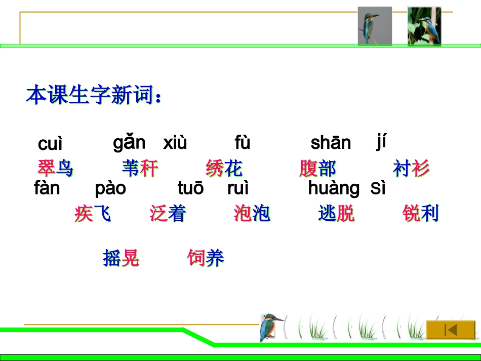 《翠鸟课件》2015_第3页