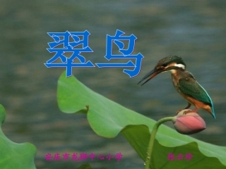 《翠鸟课件》2015
