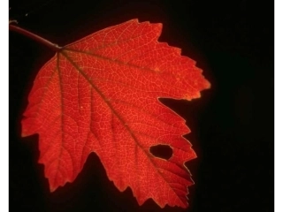 火红的枫叶自制