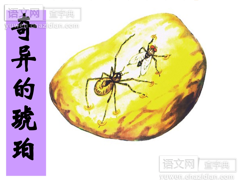 奇异的琥珀的课件_第1页