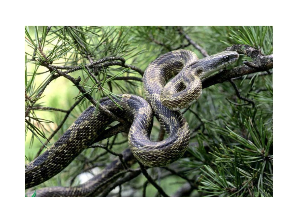 一次特殊的实验_第2页