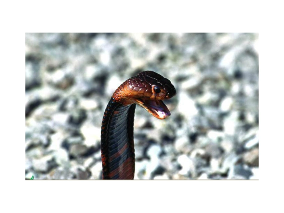 一次特殊的实验_第3页