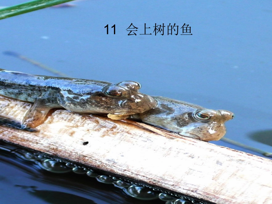 会上树的鱼课件_第1页