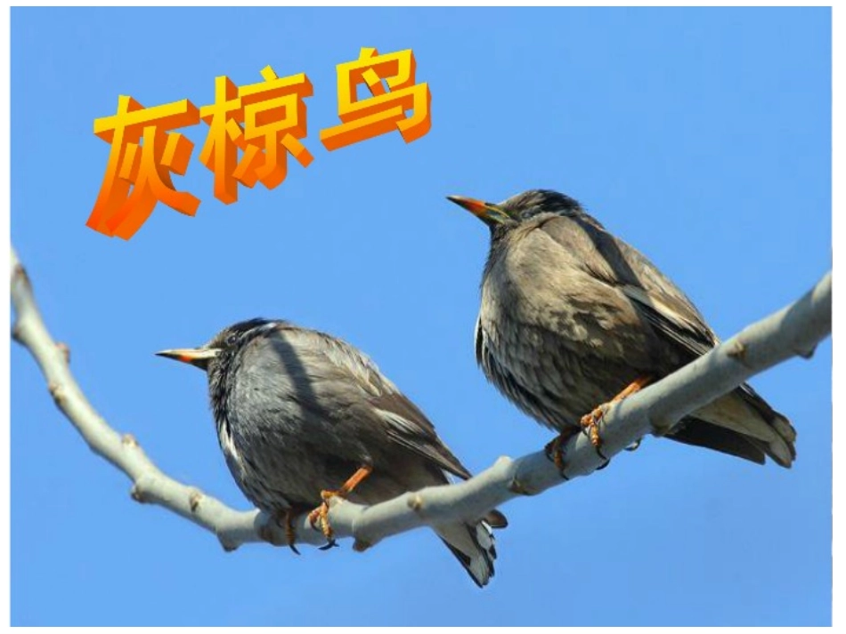 《灰椋鸟》第二课时PPT_第3页
