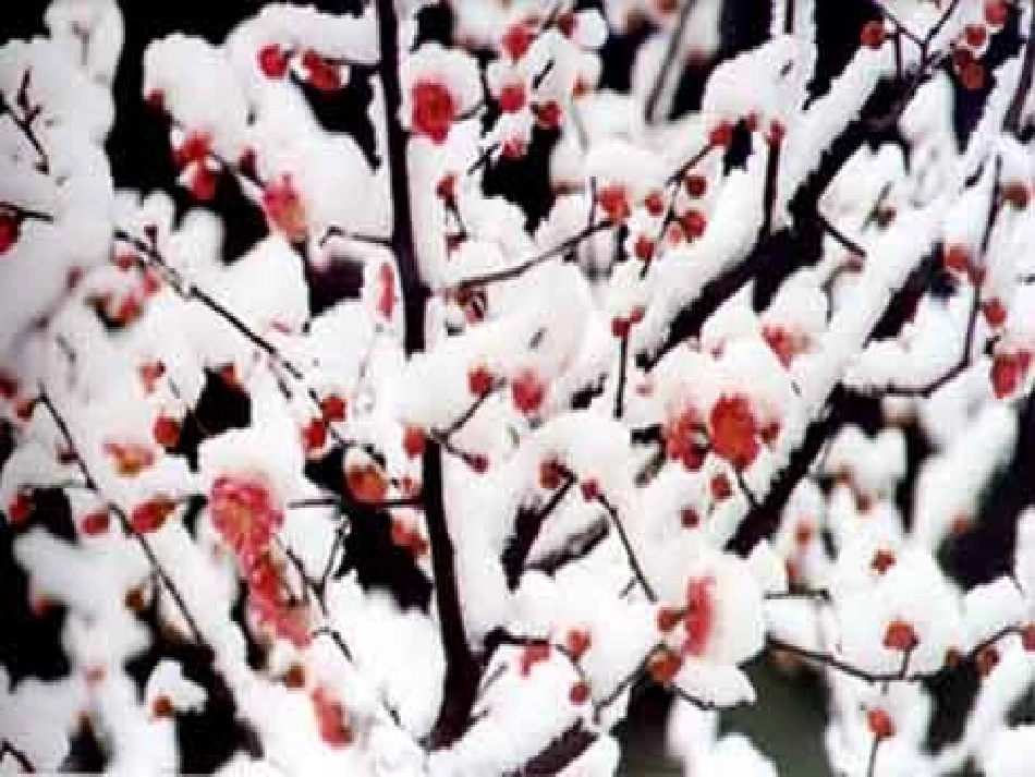 《梅花魂》课件2 (2)_第1页