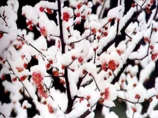 《梅花魂》课件2 (2)