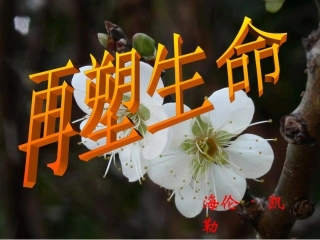 再塑生命（课件）