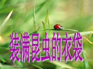 装满昆虫的口袋2