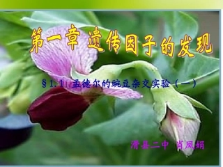 生物必修2第1章第1节