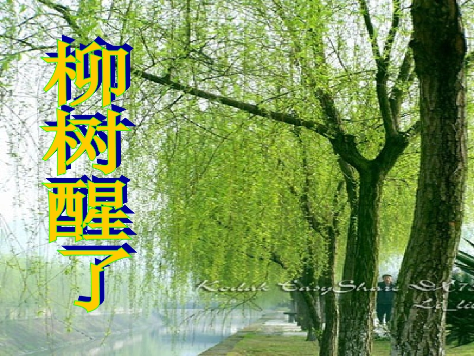 柳树醒了_PPT_第3页