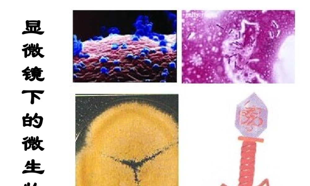 六年级科学显微镜下的世界