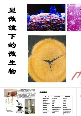 六年级科学显微镜下的世界