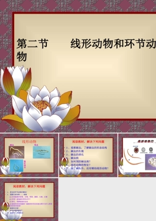 第二节线形动物和环节动物 (2)