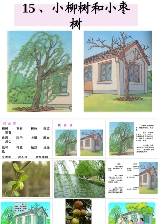 小柳树和小枣树课件