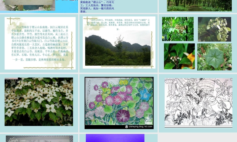 缙云山的的植物