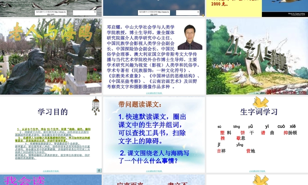 《老人与海鸥》PPT
