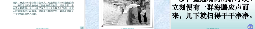 《老人与海鸥》PPT