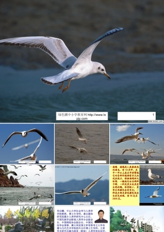 《老人与海鸥》PPT