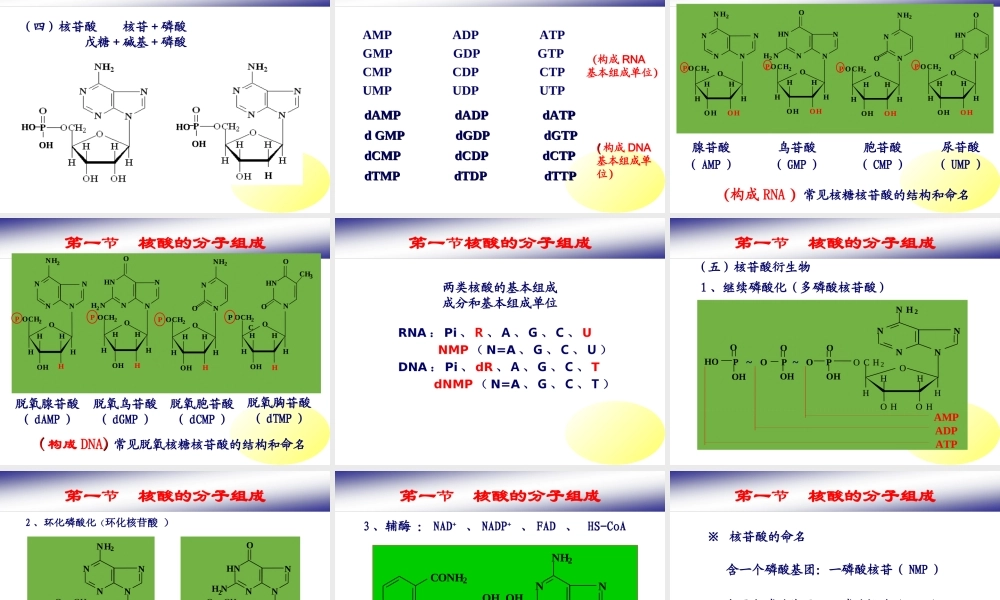 核酸的结构与功能
