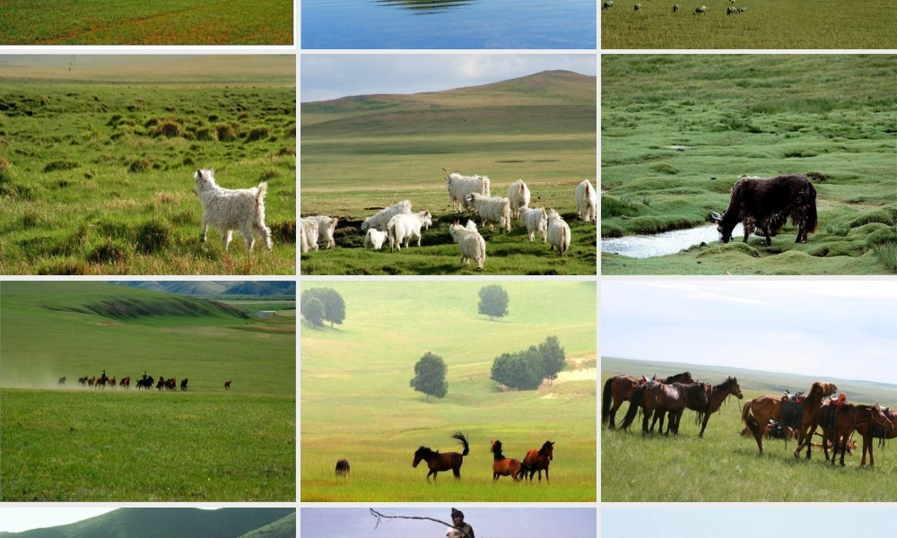 草原就是我的家2