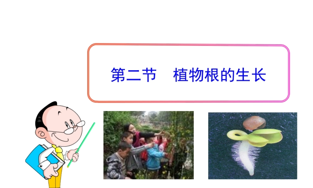 第二节植物根的生长