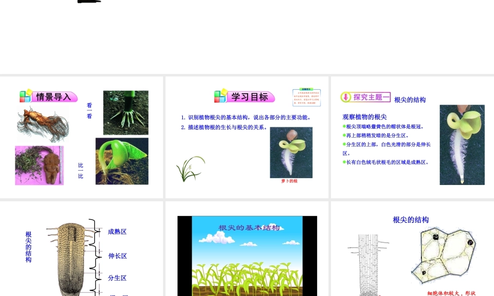 第二节植物根的生长