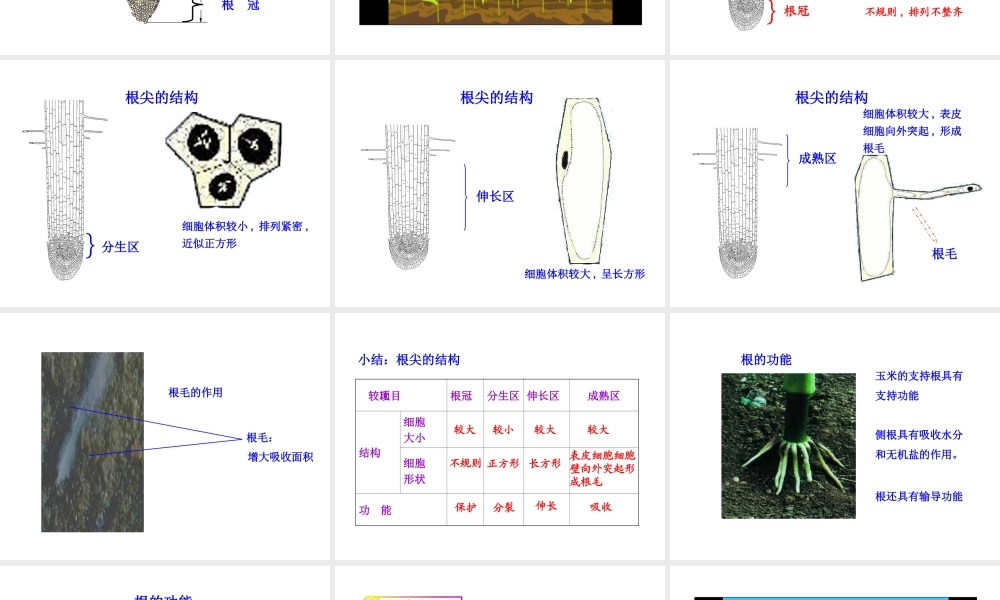 第二节植物根的生长