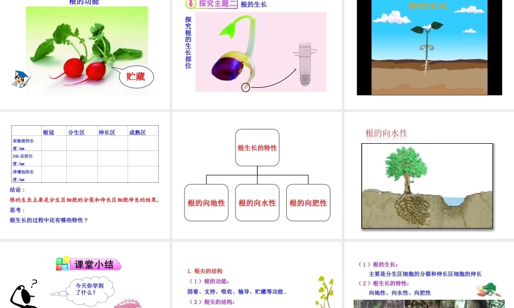 第二节植物根的生长