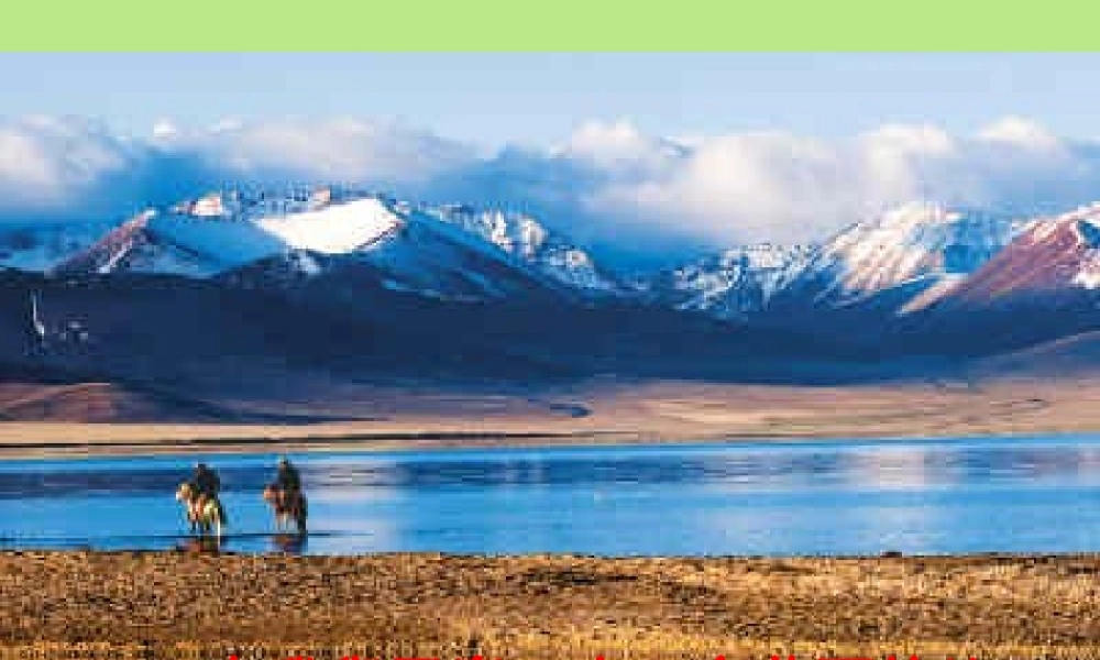 离太阳最近的树