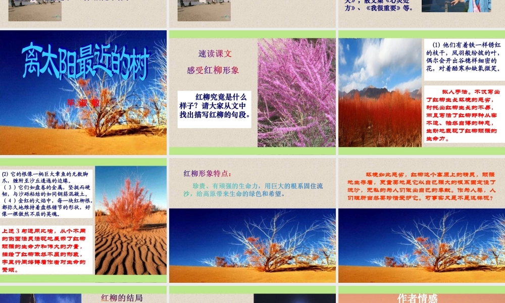 离太阳最近的树