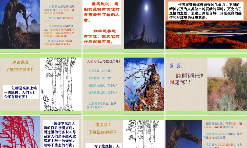 离太阳最近的树