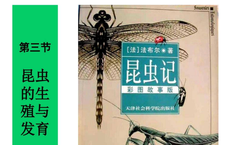 昆虫的生殖和发育 (2)