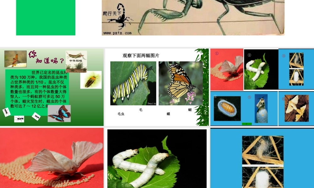 昆虫的生殖和发育 (2)