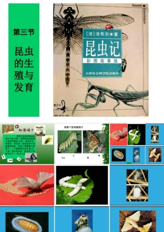 昆虫的生殖和发育 (2)