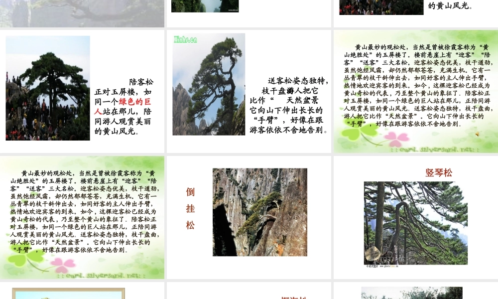 黄山奇松课件 (2)