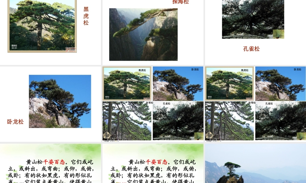 黄山奇松课件 (2)