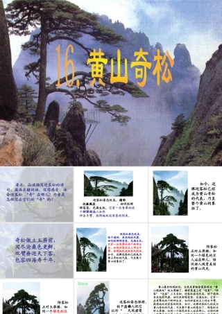 黄山奇松课件 (2)