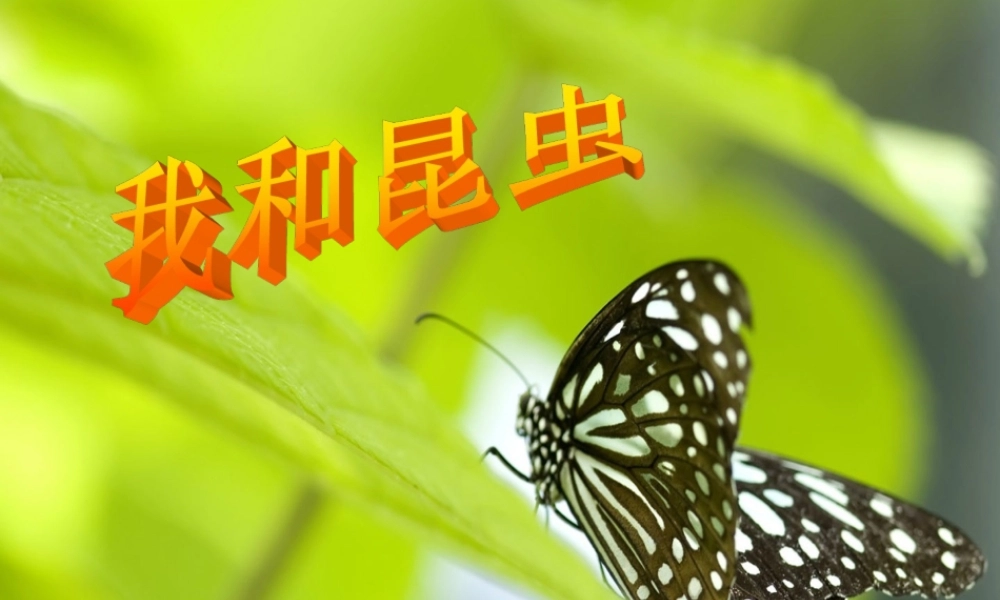 第二册10课我和昆虫