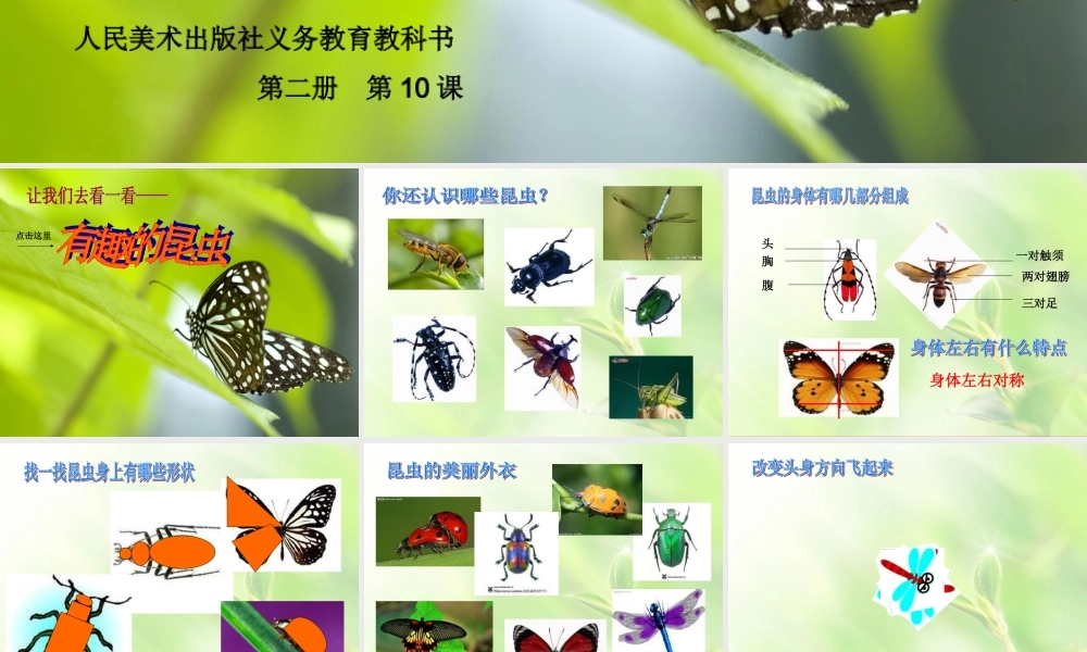 第二册10课我和昆虫