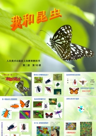 第二册10课我和昆虫