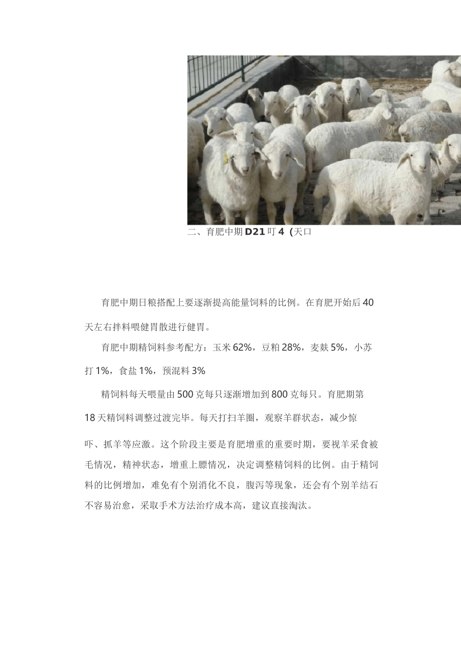 育肥羊60天出栏技术_第2页