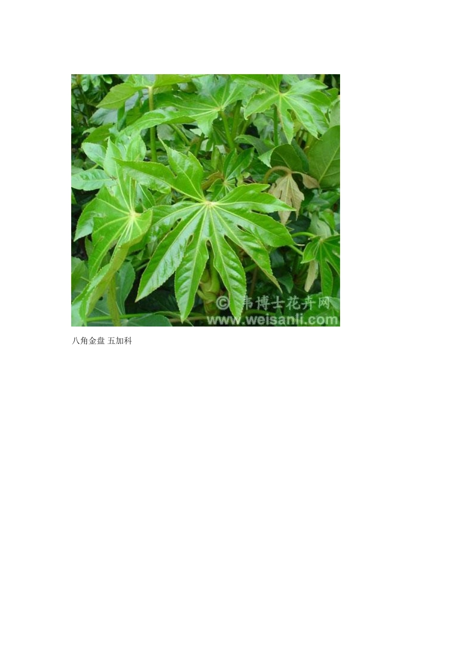 全的植物标本_第1页