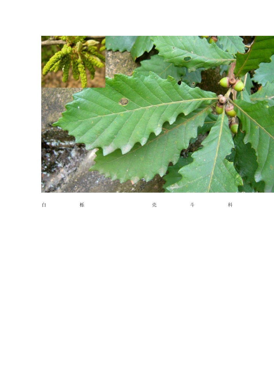 全的植物标本_第2页