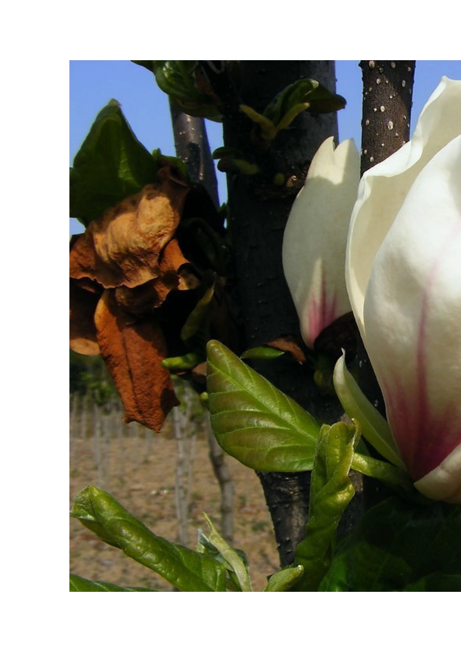 全的植物标本_第3页