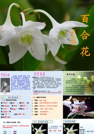 百合花课件 (2)
