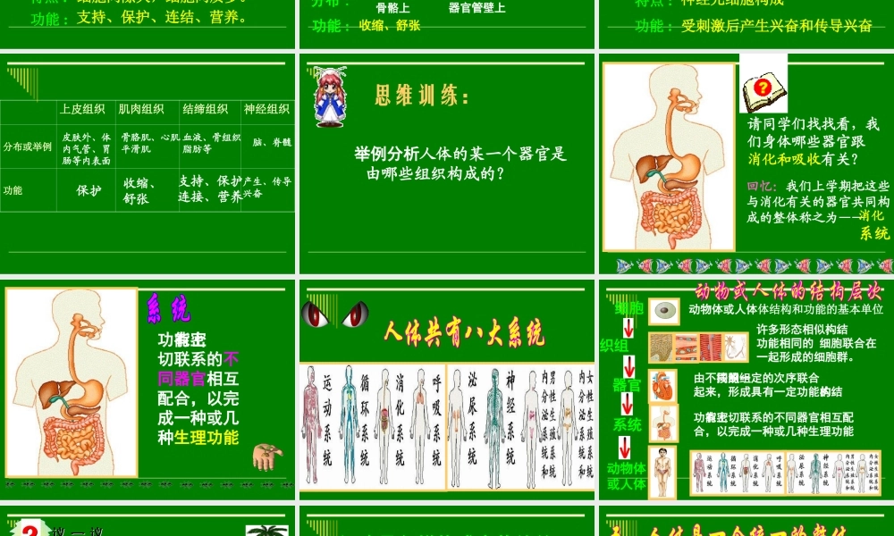 人体和动物体的组成