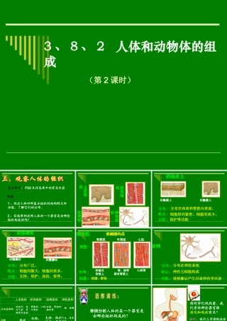 人体和动物体的组成