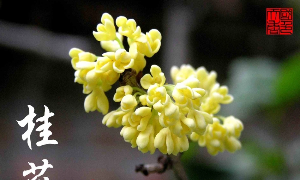 四年级《桂花雨》