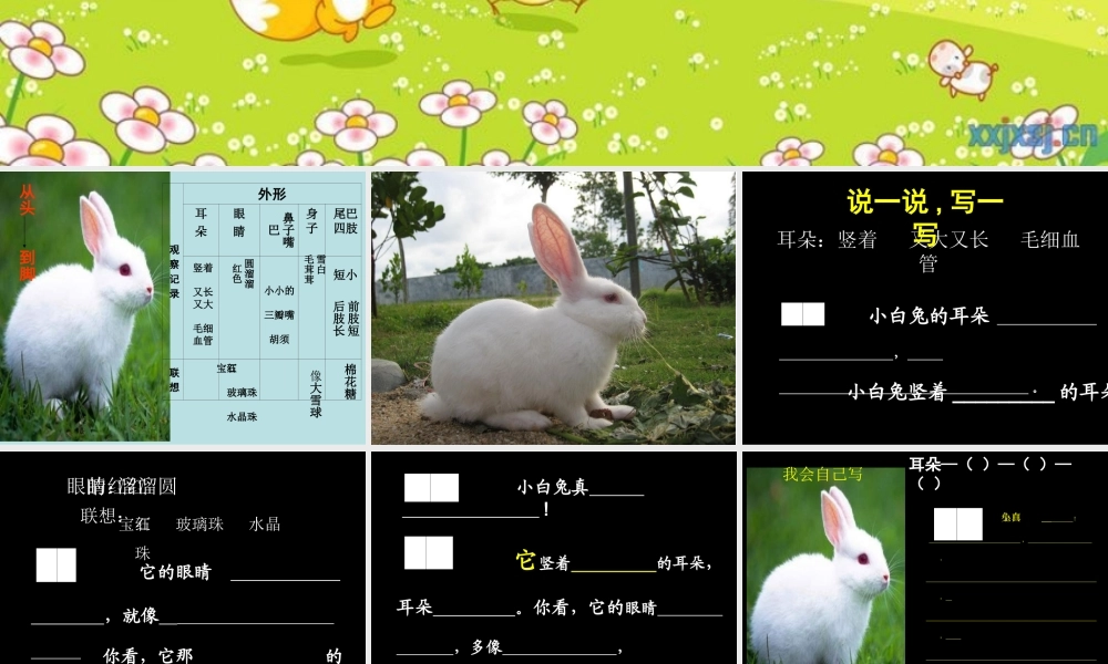 二年级（观察与表达）可爱的小动物(指导观察)